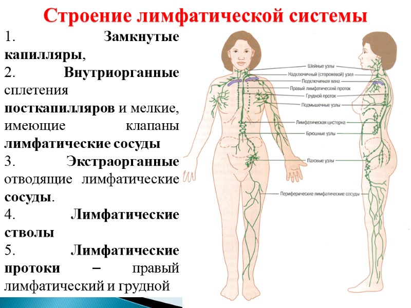 1. Замкнутые капилляры, 2. Внутриорганные сплетения посткапилляров и мелкие, имеющие клапаны лимфатические сосуды 3.